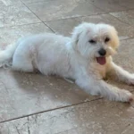 5 tips for effectively vacuuming up pet hair