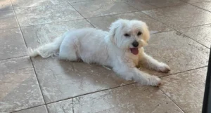 5 tips for effectively vacuuming up pet hair